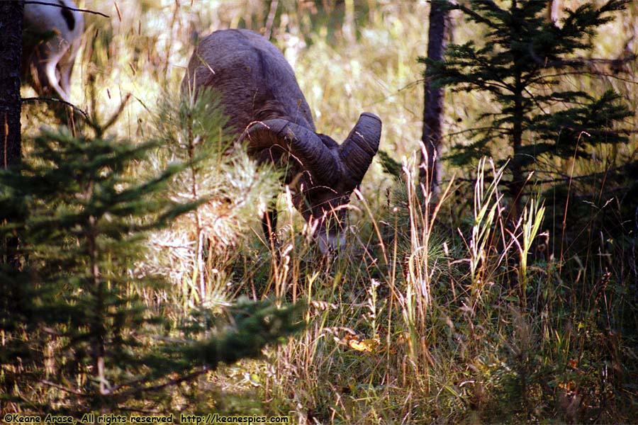 Bighorn Sheep