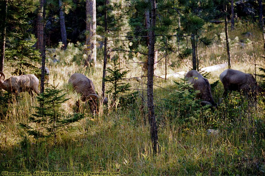 Bighorn Sheep