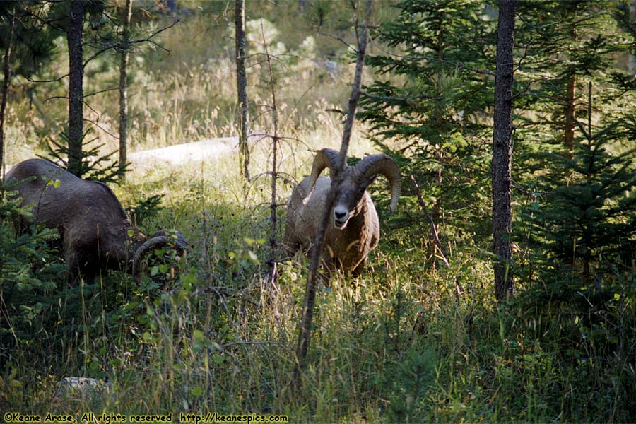 Bighorn Sheep