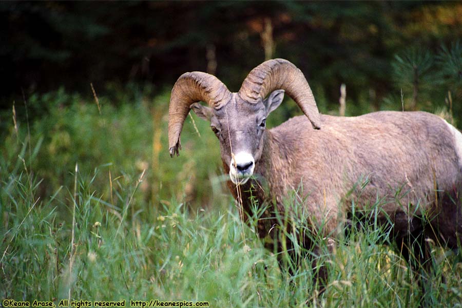 Bighorn Sheep