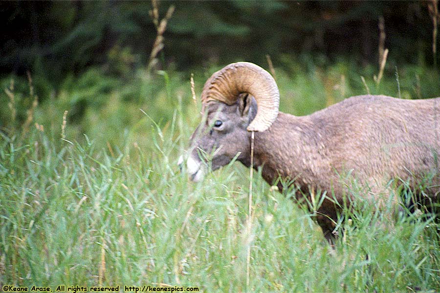 Bighorn Sheep