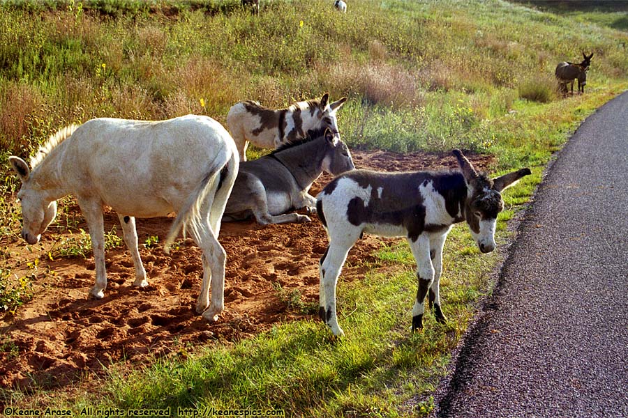 Burros