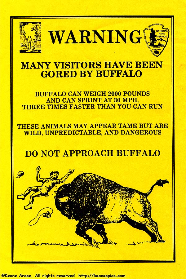 Buffalo Handout