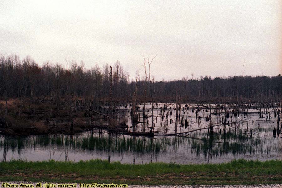 Swamp near Tupelo, MS