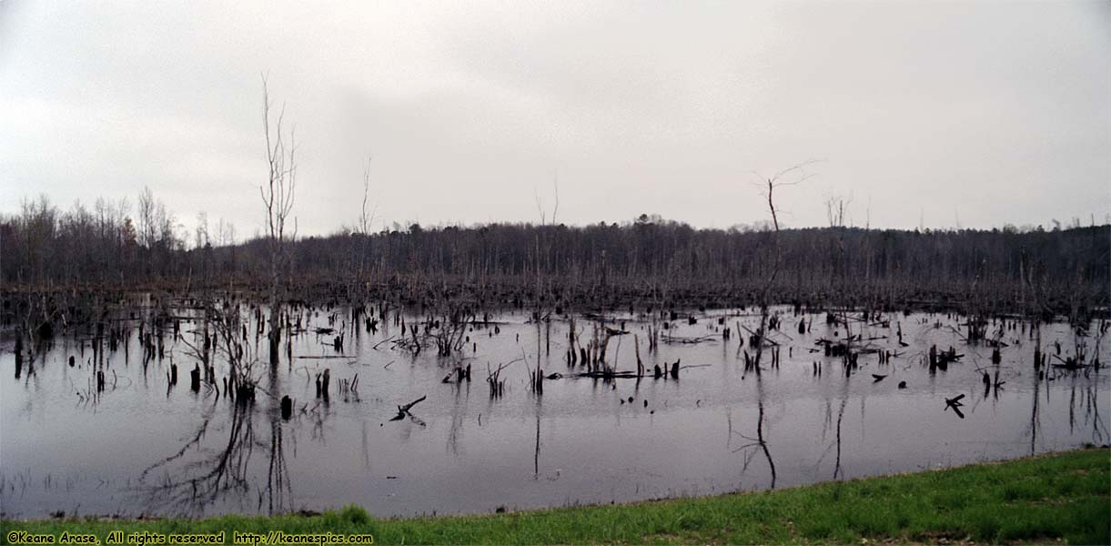 Swamp near Tupelo, MS