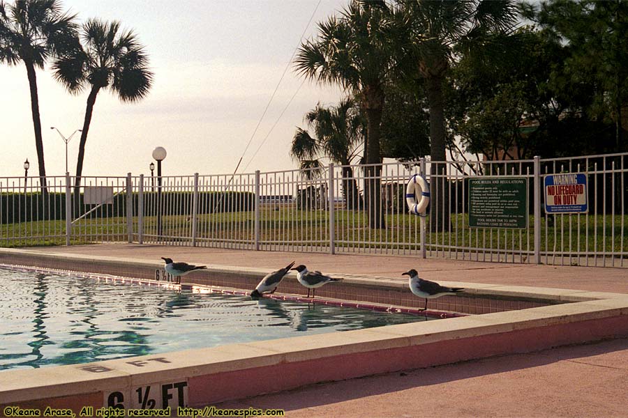 Birds in pool