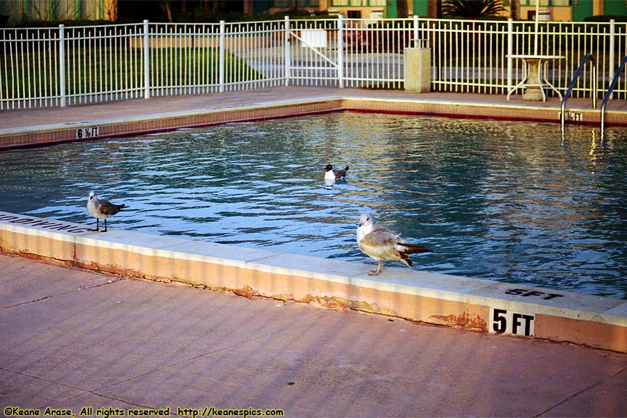 Birds in pool