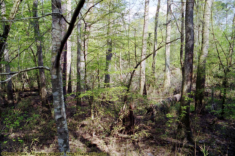 Boardwalk Trail