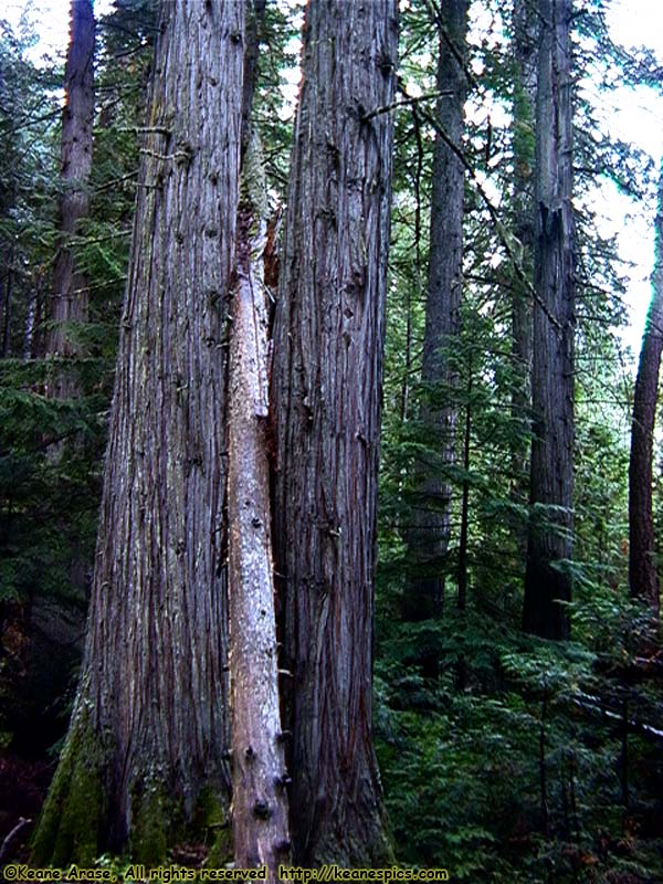 Trail of the Cedars