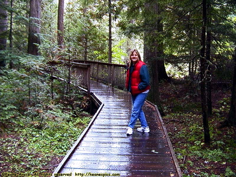 Trail of the Cedars