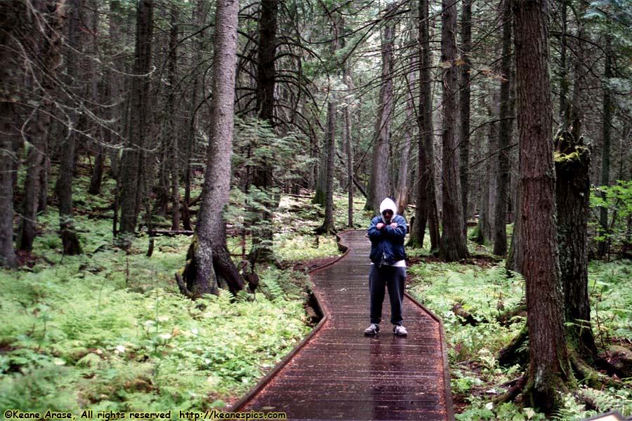 Trail of the Cedars