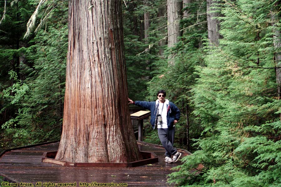 Trail of the Cedars