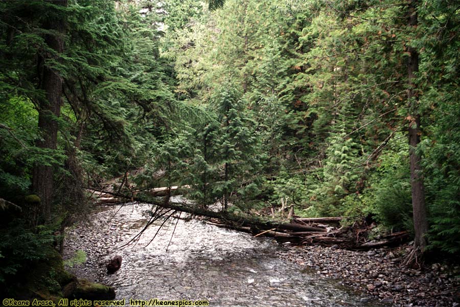 Trail of the Cedars