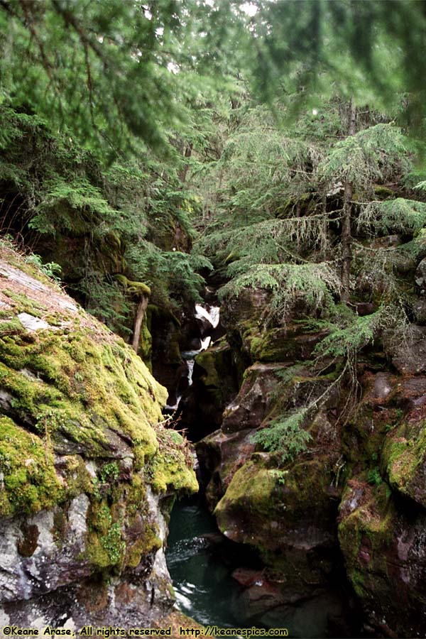 Trail of the Cedars