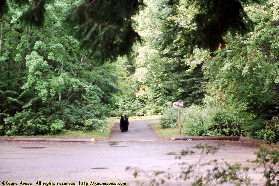 Trail of the Cedars