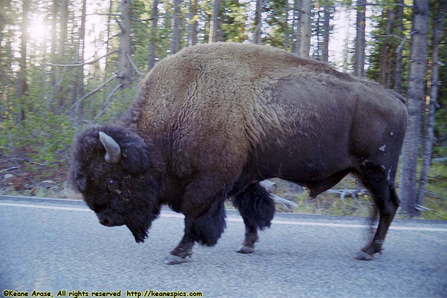 Buffalo