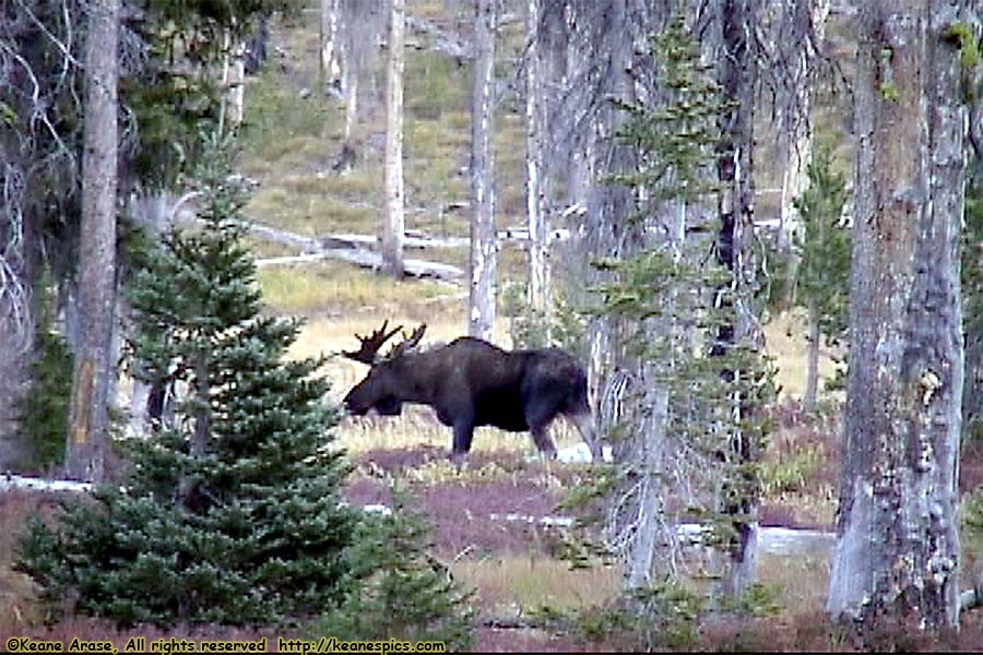 Moose