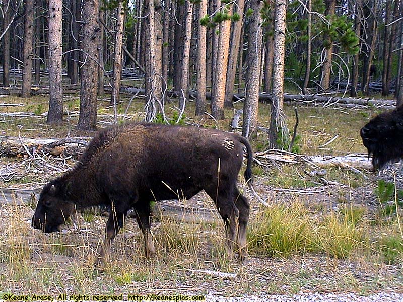 Along the Grand Loop Road