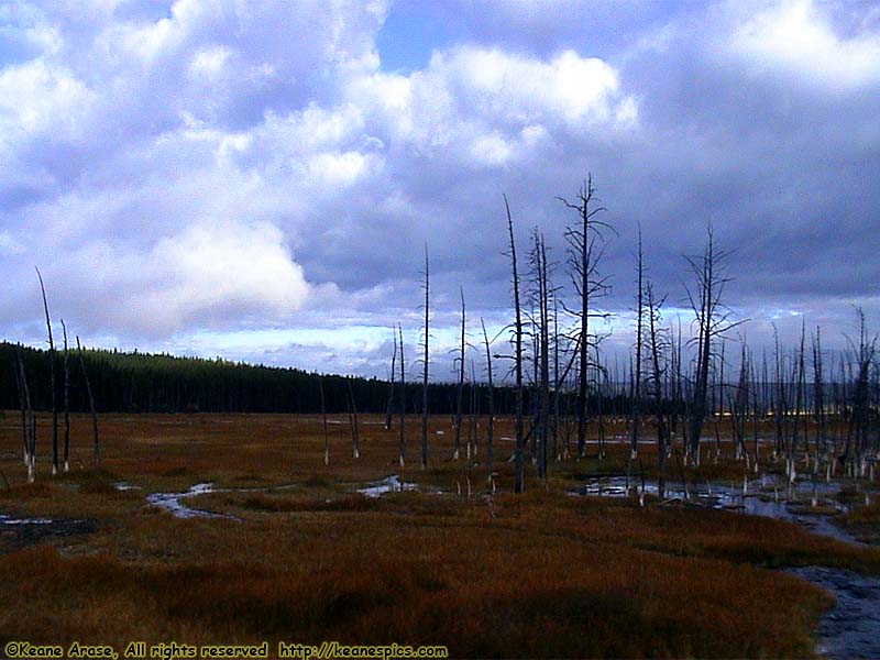 Along the Grand Loop Road