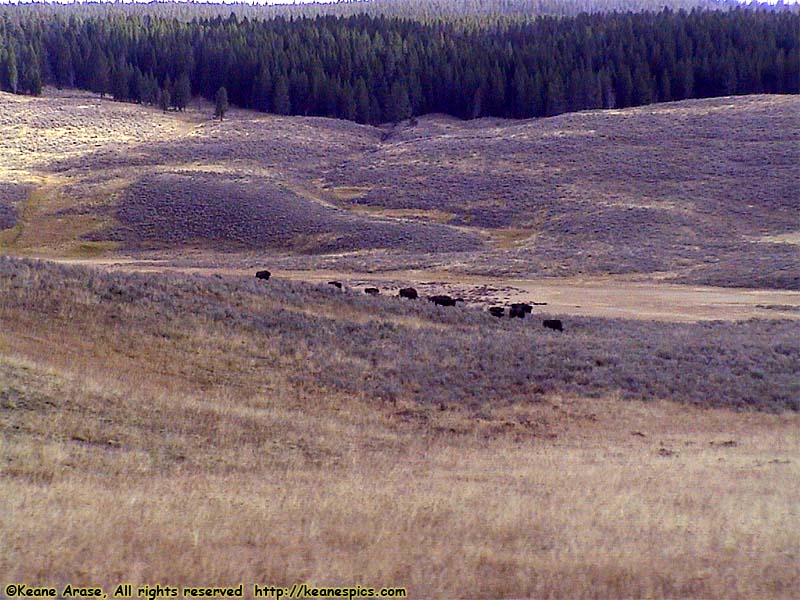 Grand Loop Road