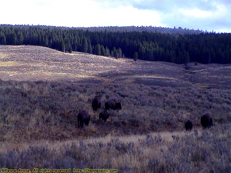 Grand Loop Road