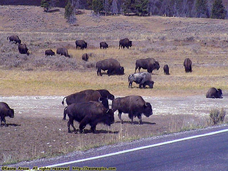 Grand Loop Road