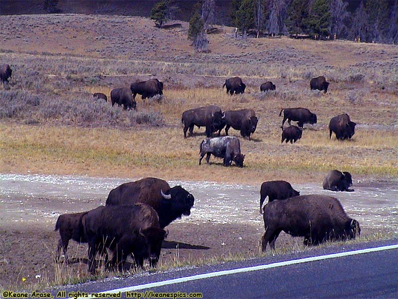 Grand Loop Road