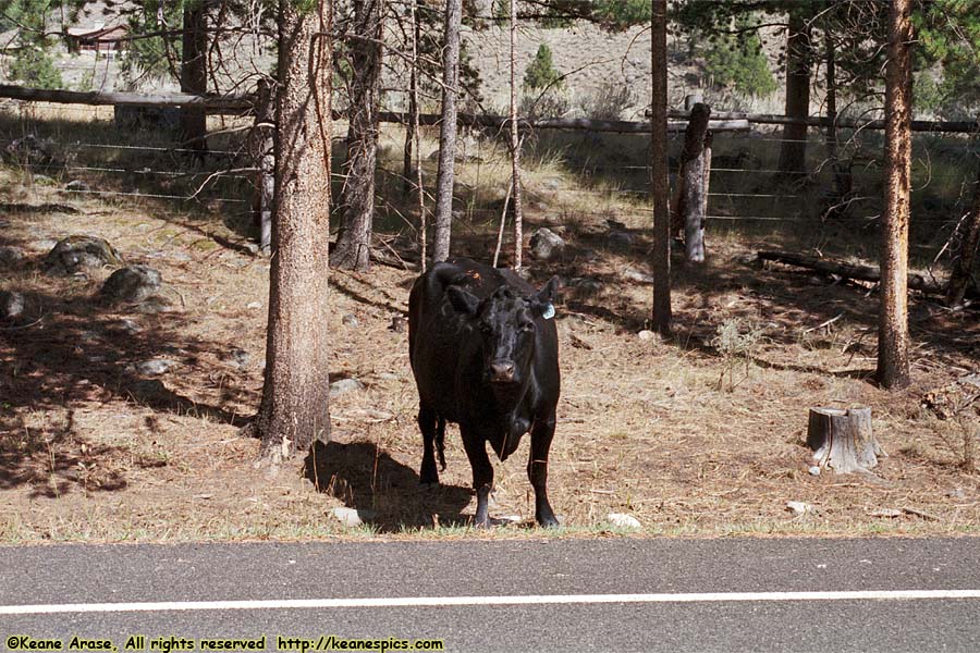 Beartooth Scenic Highway