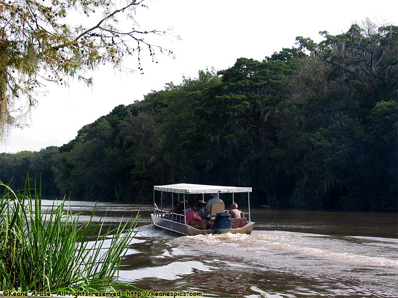 Cajun Encounters Swamp Tour