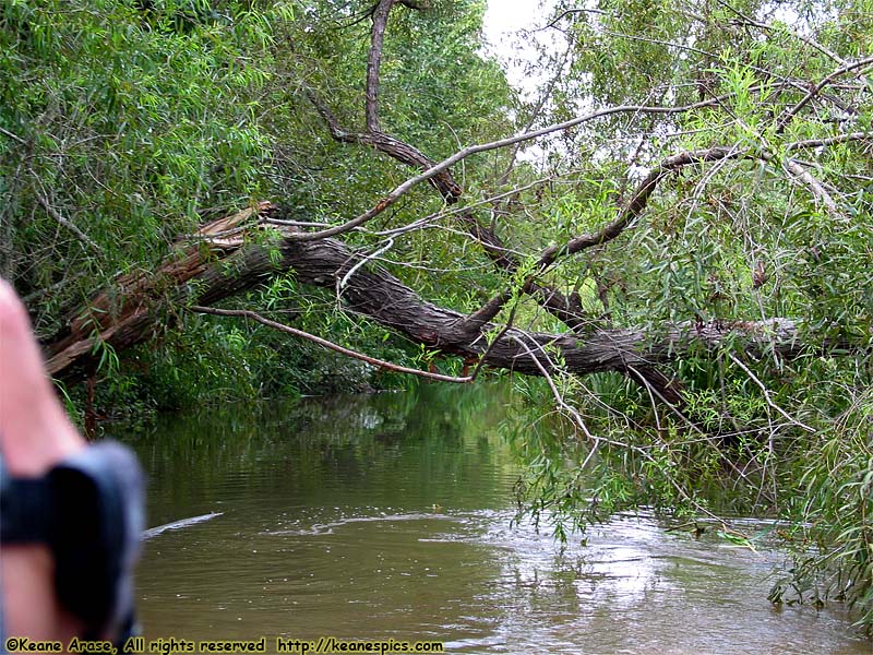 Cajun Encounters Swamp Tour