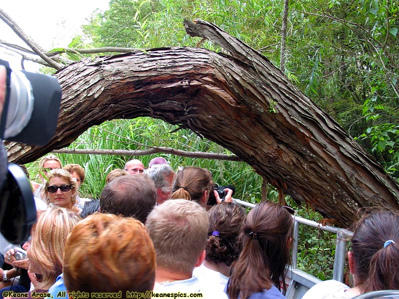 Cajun Encounters Swamp Tour