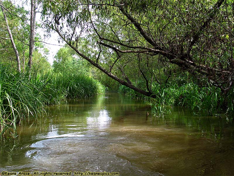 Cajun Encounters Swamp Tour