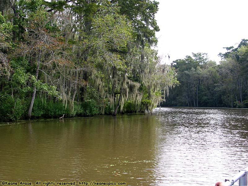 Cajun Encounters Swamp Tour