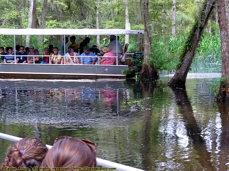 Cajun Encounters Swamp Tour