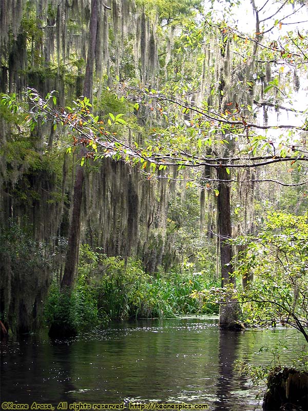 Cajun Encounters Swamp Tour