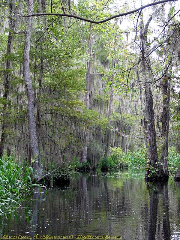 Cajun Encounters Swamp Tour