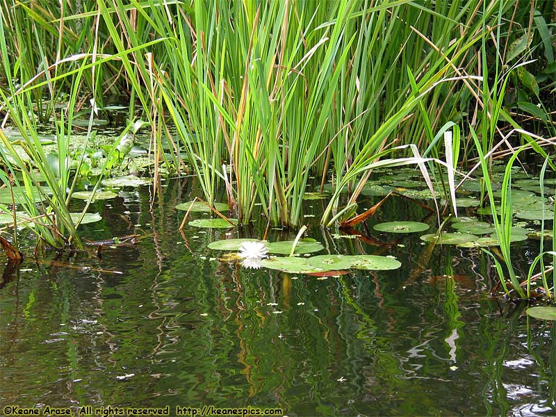 Cajun Encounters Swamp Tour