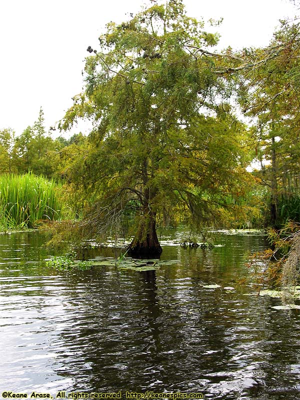 Cajun Encounters Swamp Tour