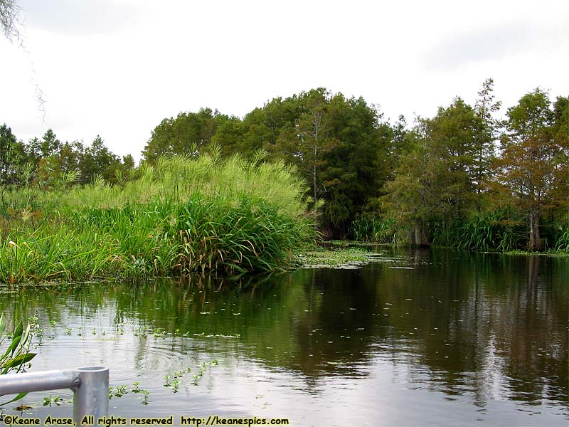 Cajun Encounters Swamp Tour