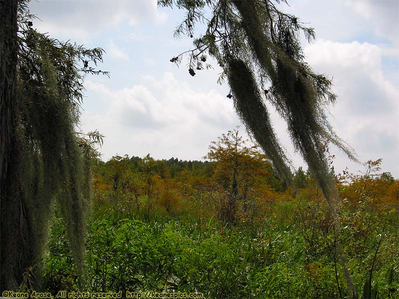 Cajun Encounters Swamp Tour