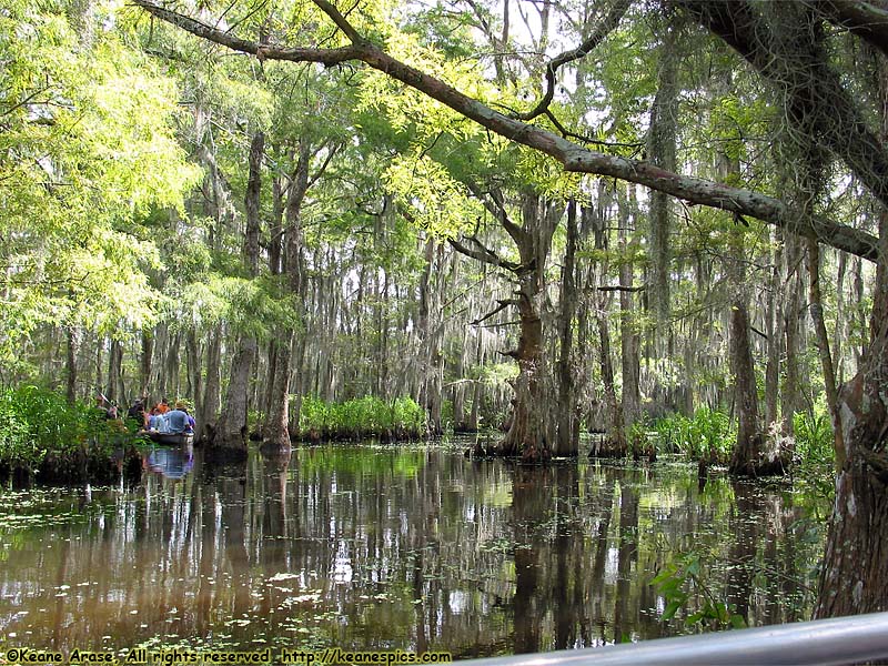 Cajun Encounters Swamp Tour