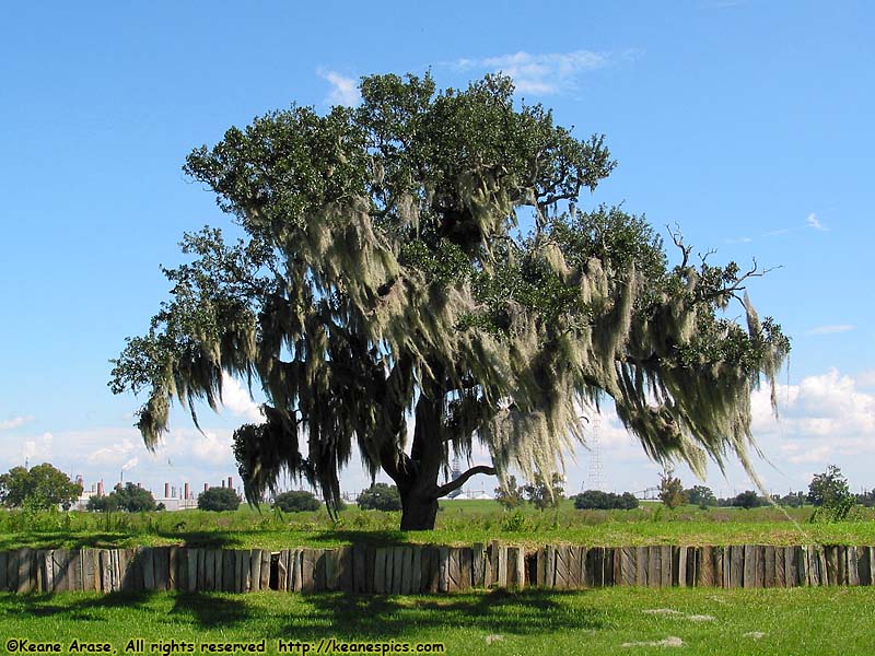 Chalmette Battlefield