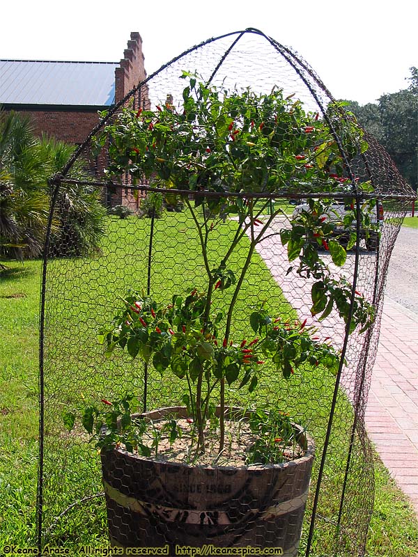 Tabasco plant