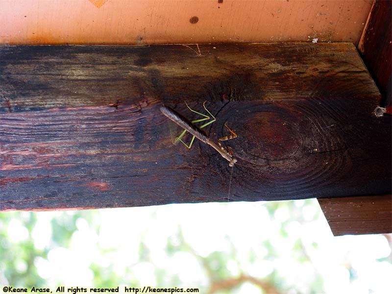 Preying Mantis