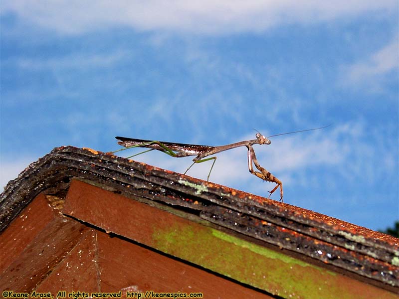 Preying Mantis