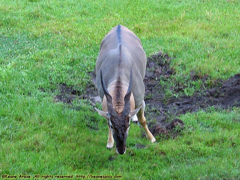 Arusha Savanna