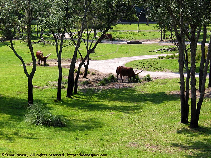 Arusha Savanna