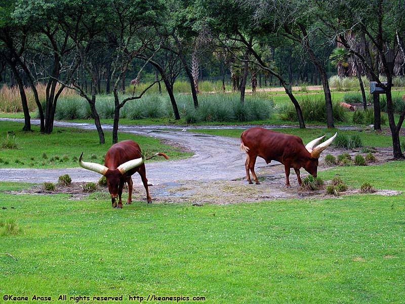 Arusha Rock Savanna Overlook