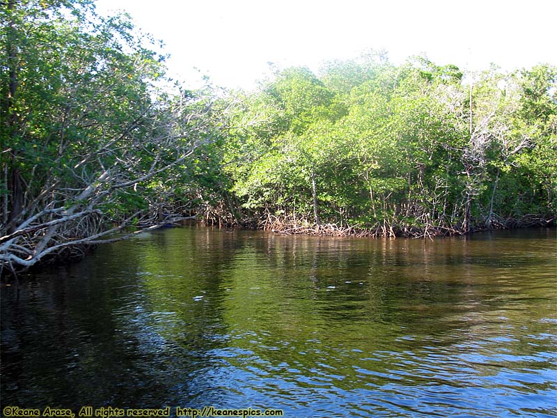 Everglades Boat Tour