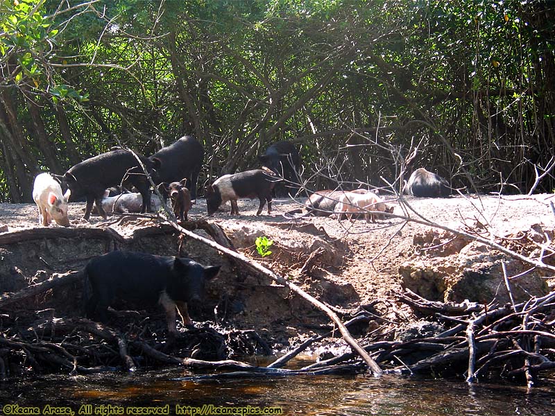 Everglades Boat Tour